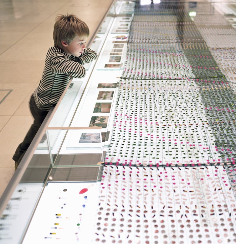 A child looking at a large glass exhibit case.